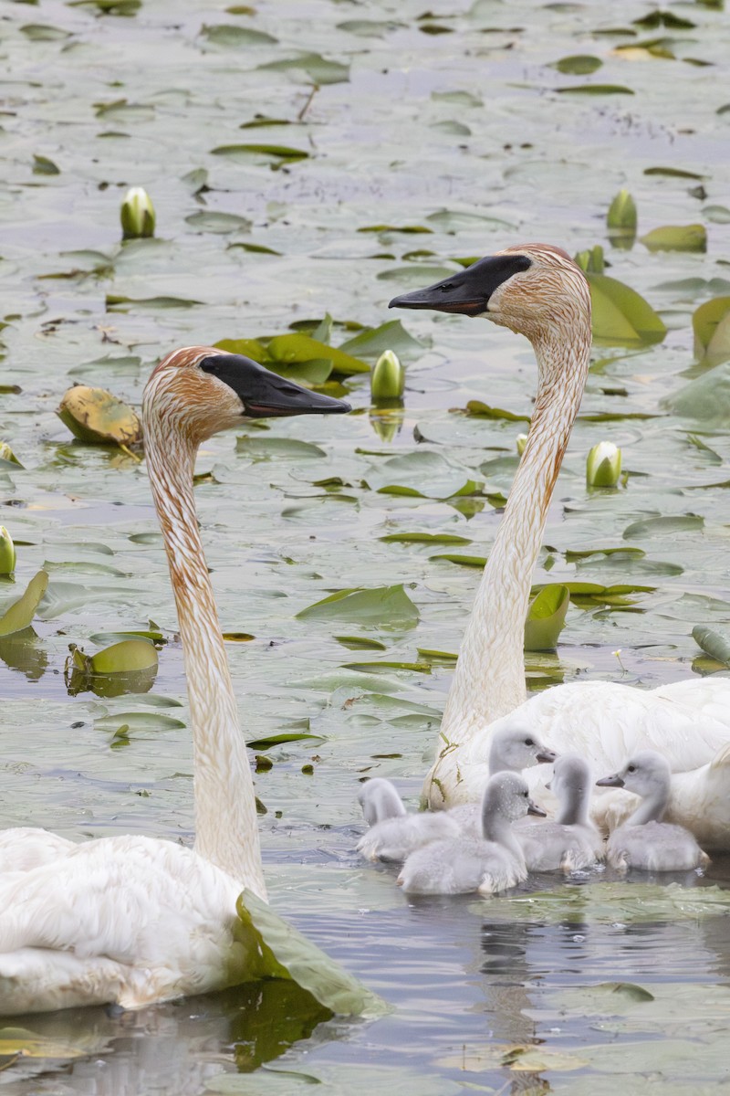 Borazancı Kuğu - ML649066997