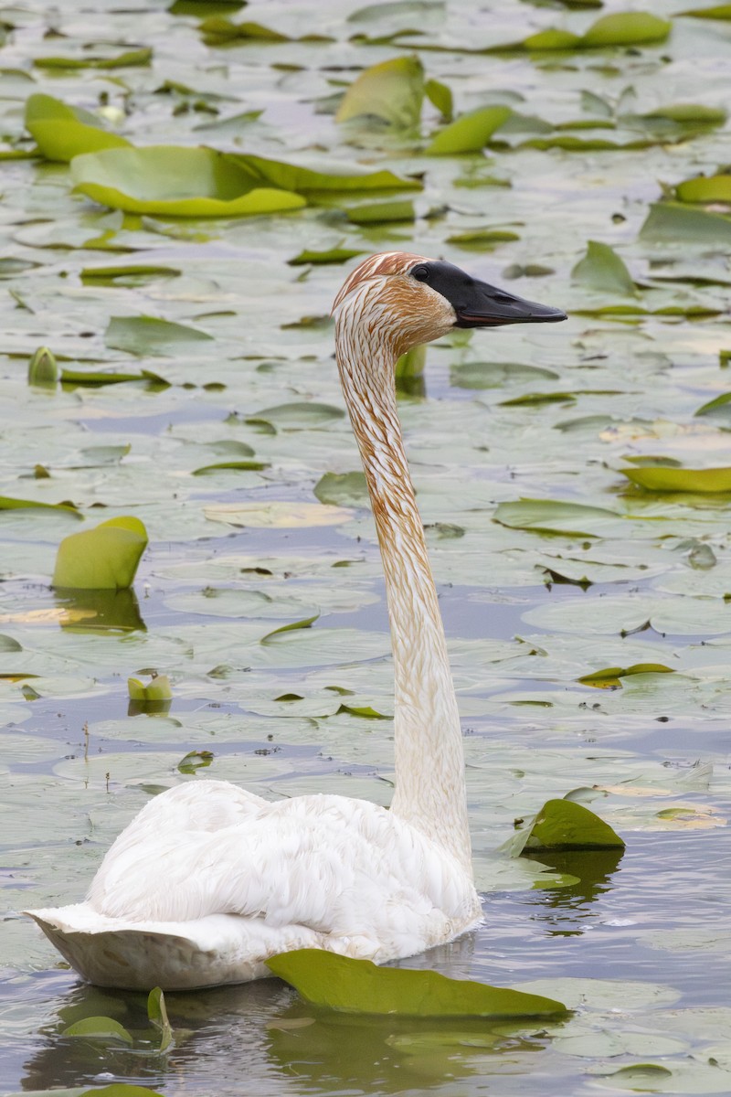 Borazancı Kuğu - ML649066998