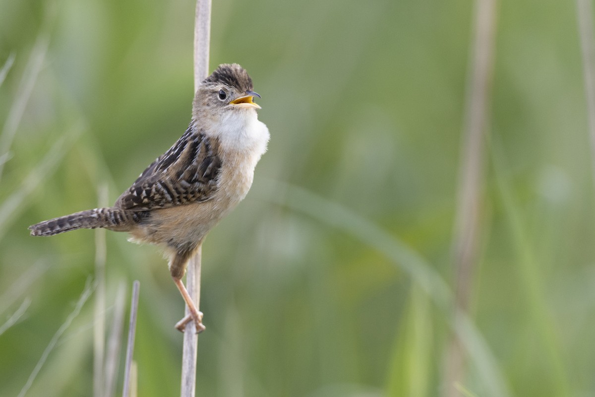 Kındıra Çıtkuşu - ML649067056