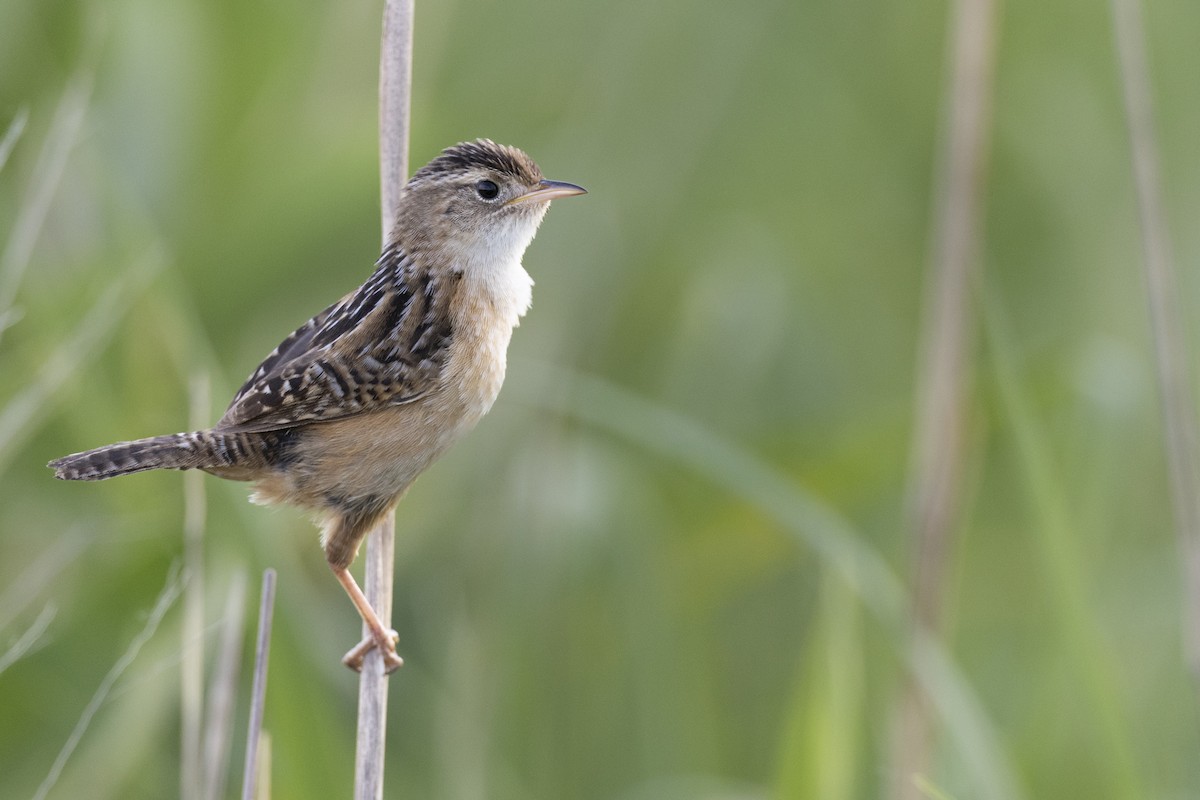 Kındıra Çıtkuşu - ML649067057