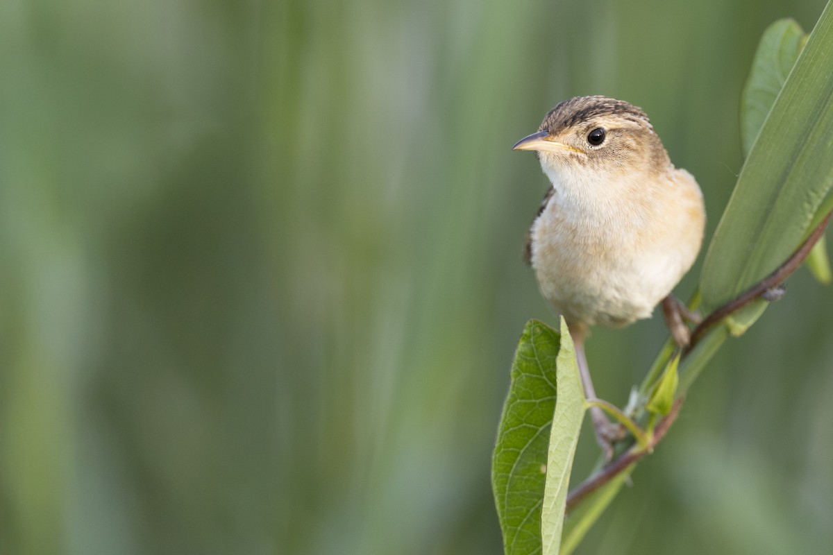 Kındıra Çıtkuşu - ML649067058