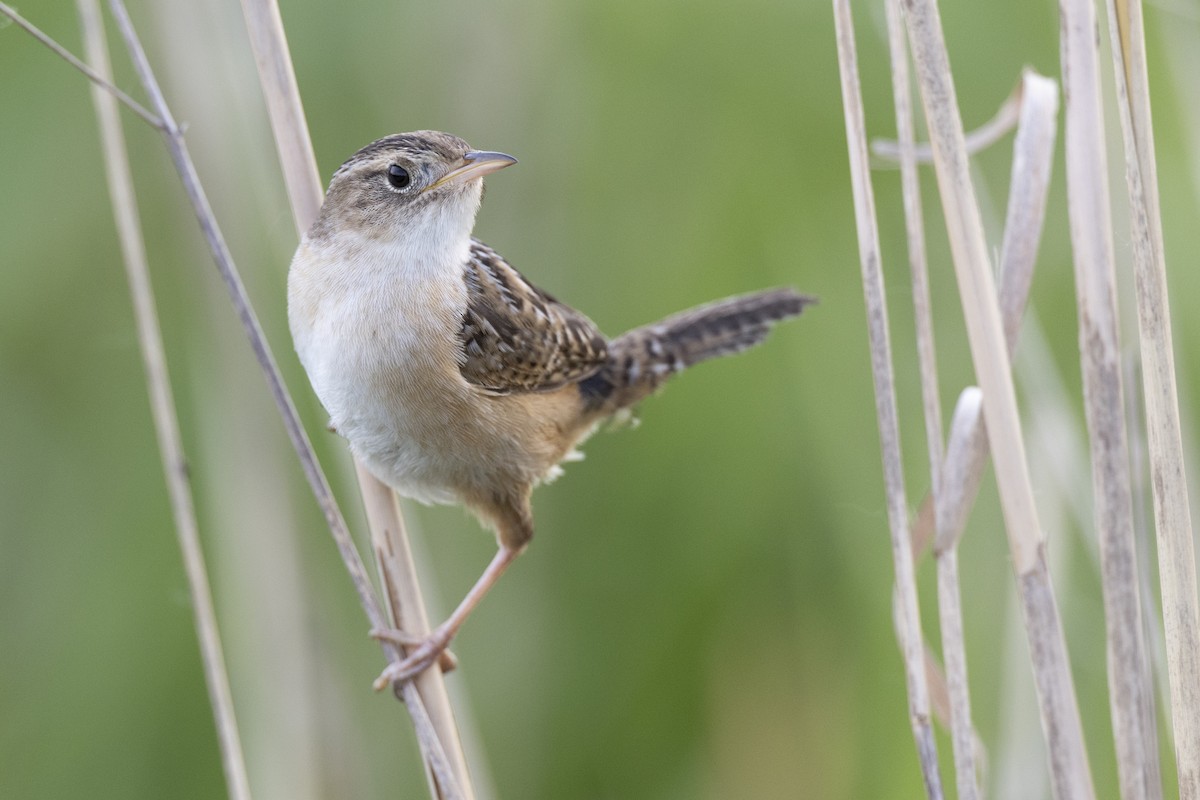 Kındıra Çıtkuşu - ML649067059