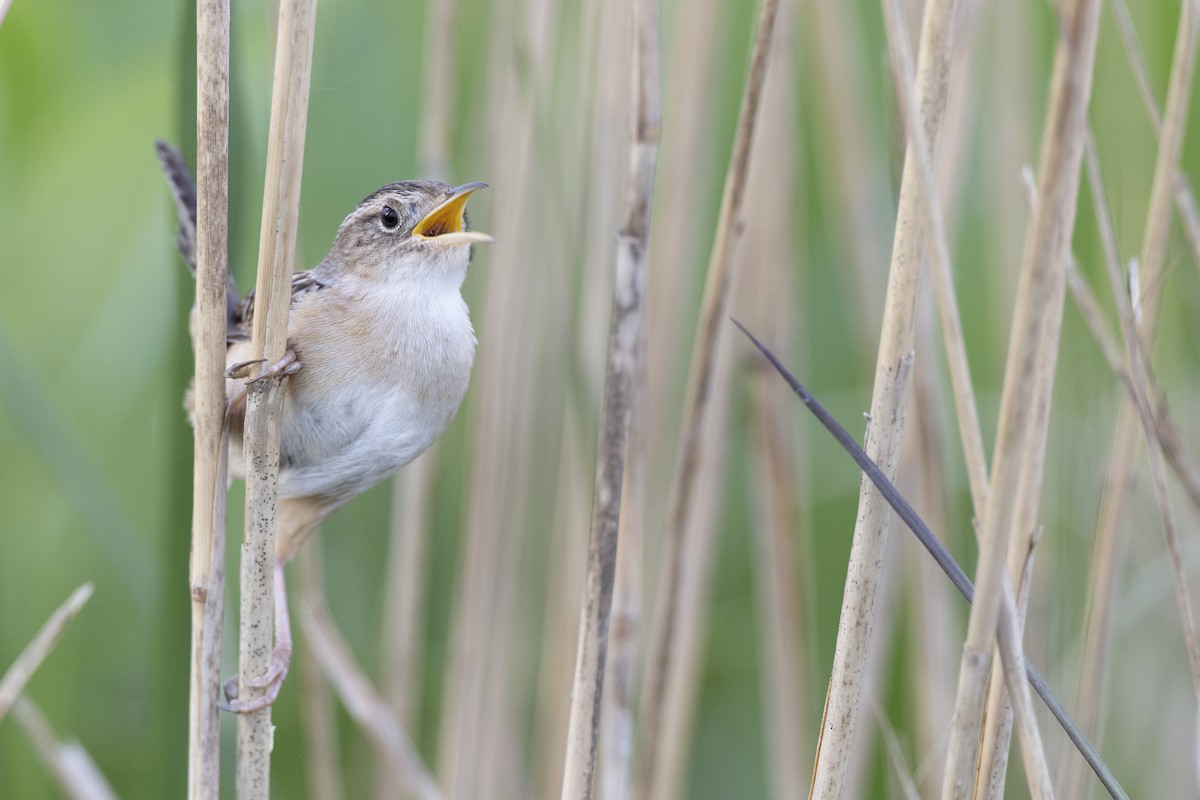 Kındıra Çıtkuşu - ML649067060