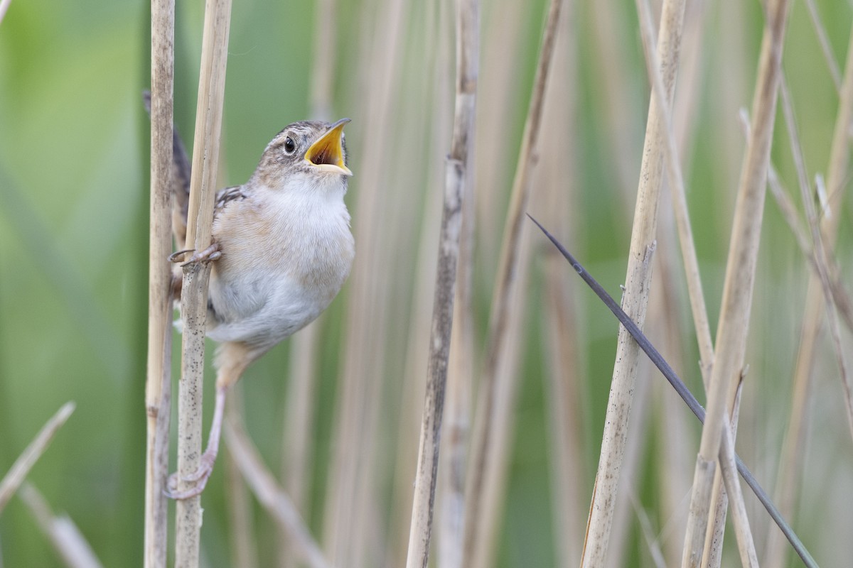 Kındıra Çıtkuşu - ML649067061