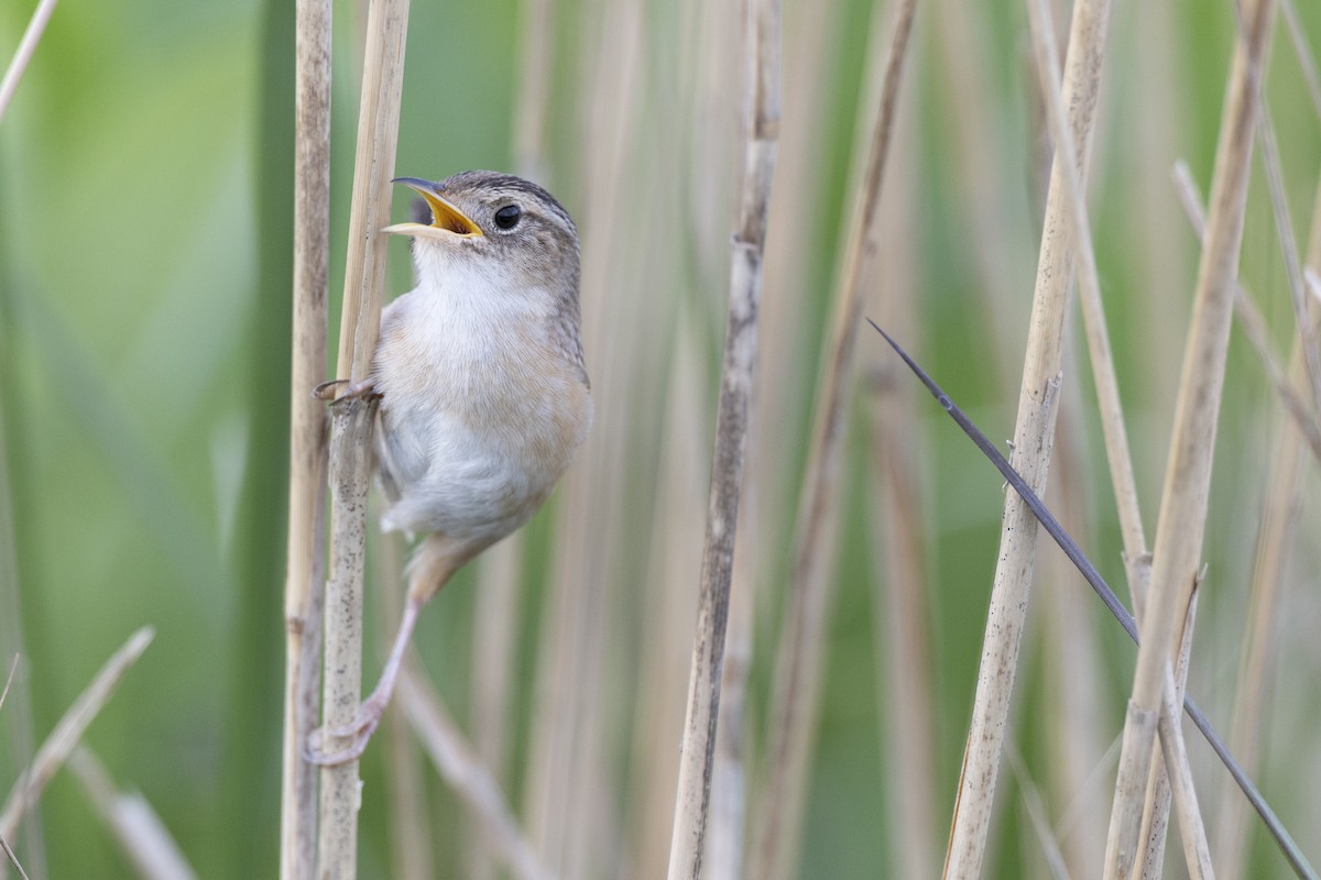 Kındıra Çıtkuşu - ML649067062