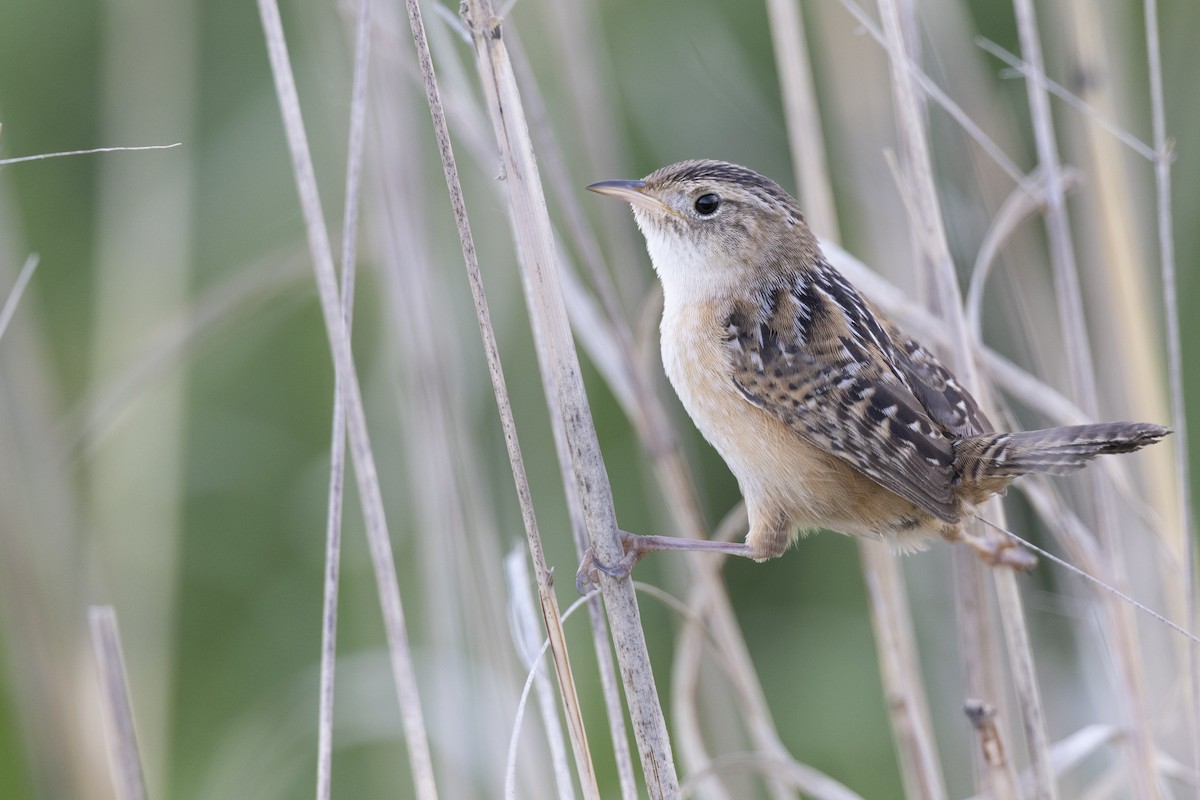 Kındıra Çıtkuşu - ML649067063