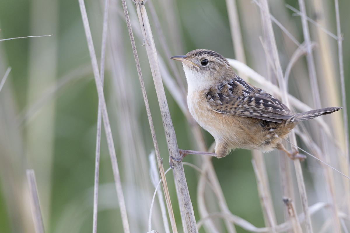 Kındıra Çıtkuşu - ML649067064