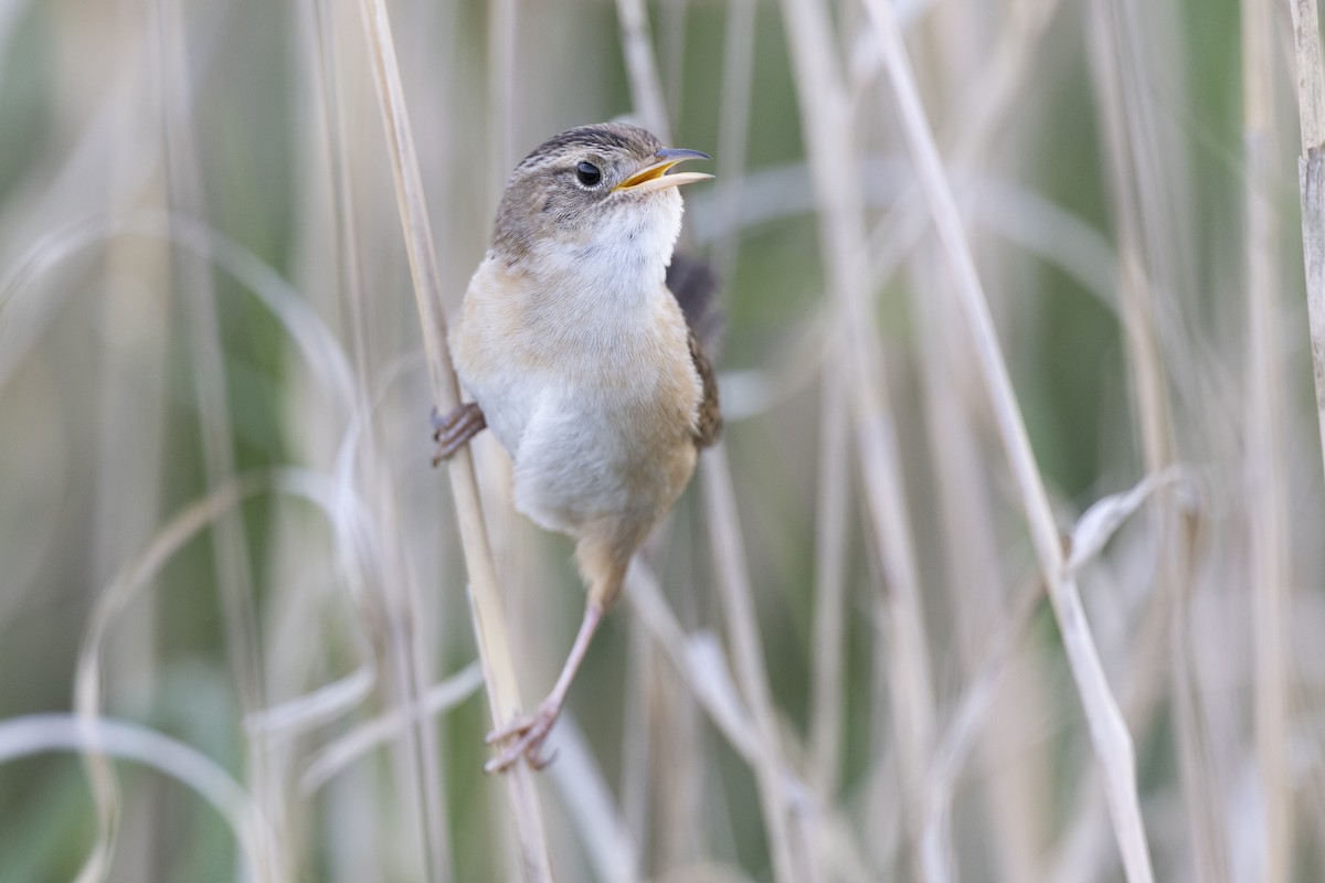 Kındıra Çıtkuşu - ML649067065