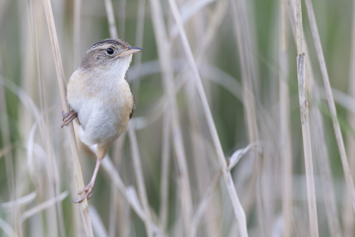 Kındıra Çıtkuşu - ML649067066