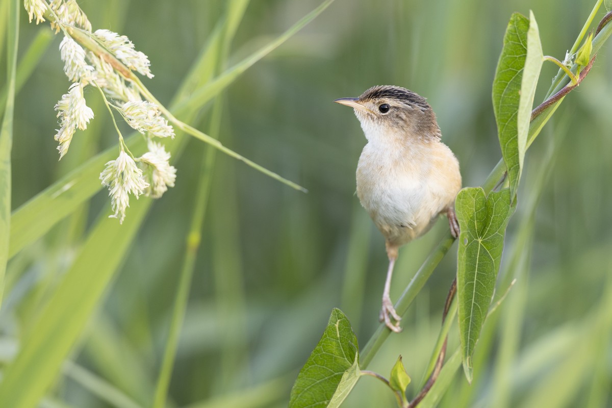 Kındıra Çıtkuşu - ML649067067