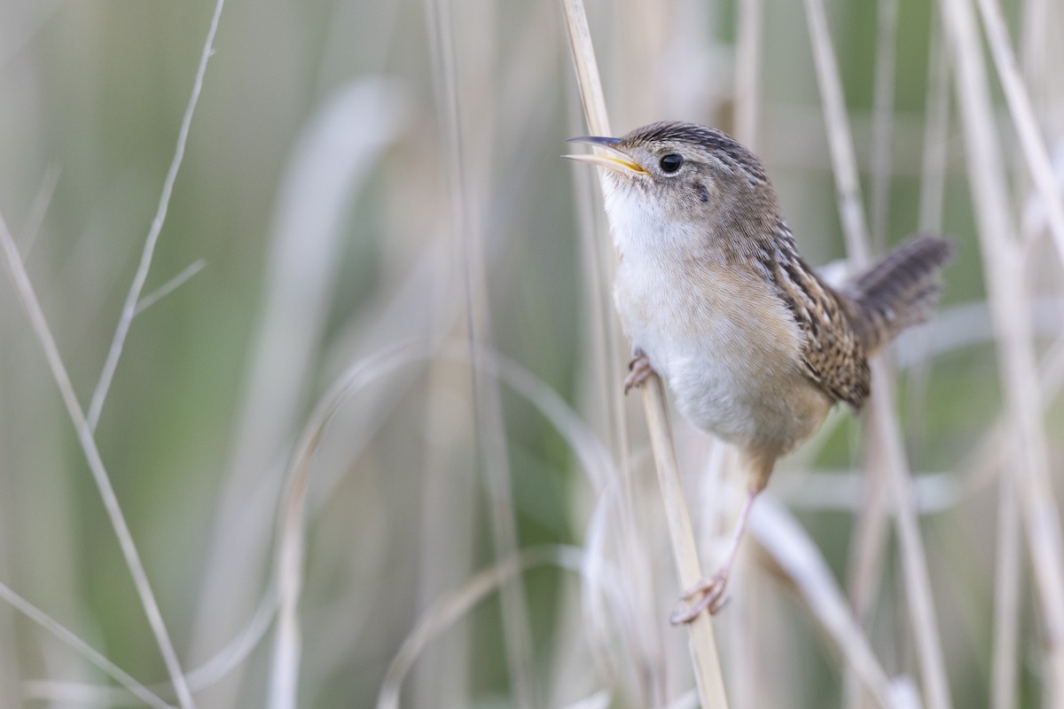 Kındıra Çıtkuşu - ML649067068