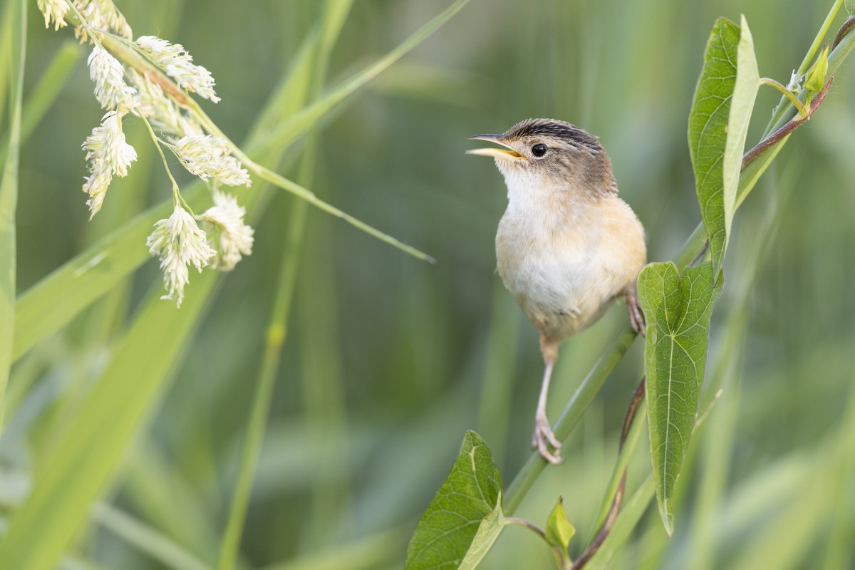 Kındıra Çıtkuşu - ML649067069