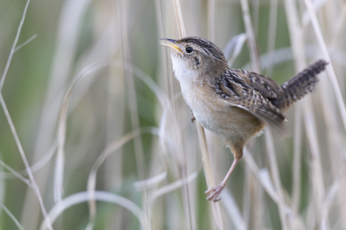 Kındıra Çıtkuşu - ML649067070