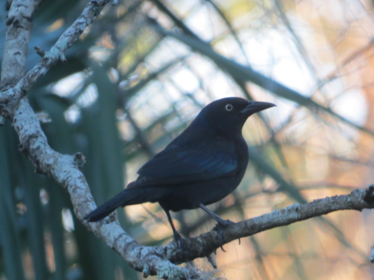 Common Grackle - ML649067188