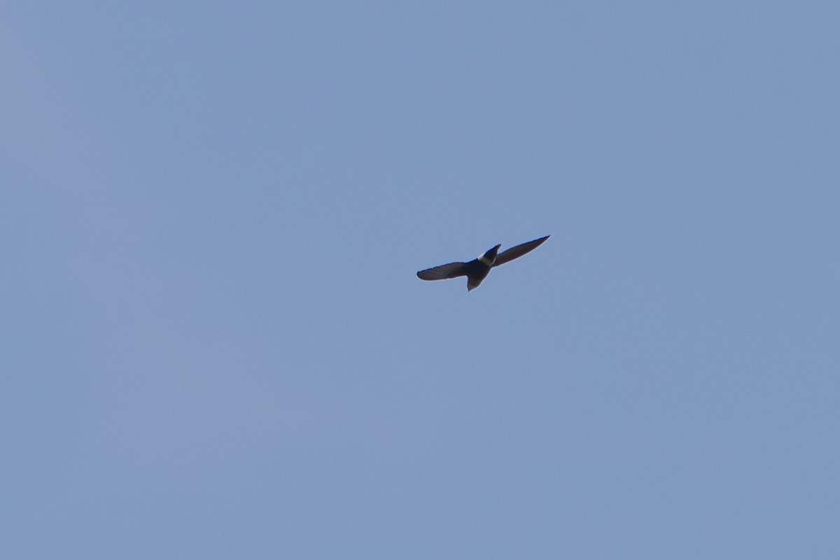 Mottled Spinetail - ML649067198
