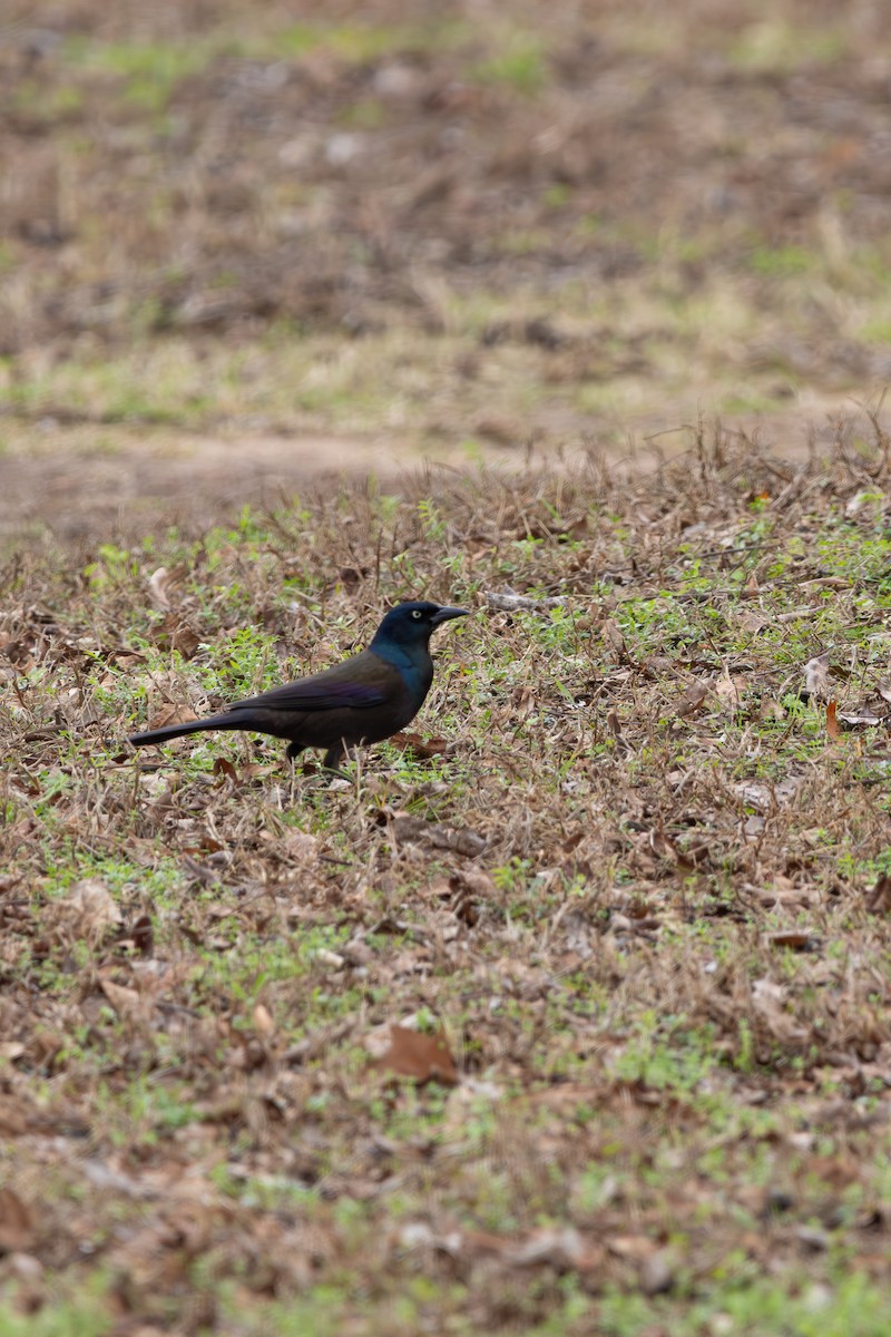 Common Grackle - ML649067210