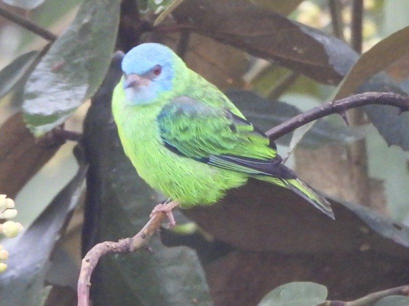 Blue Dacnis - ML649067380