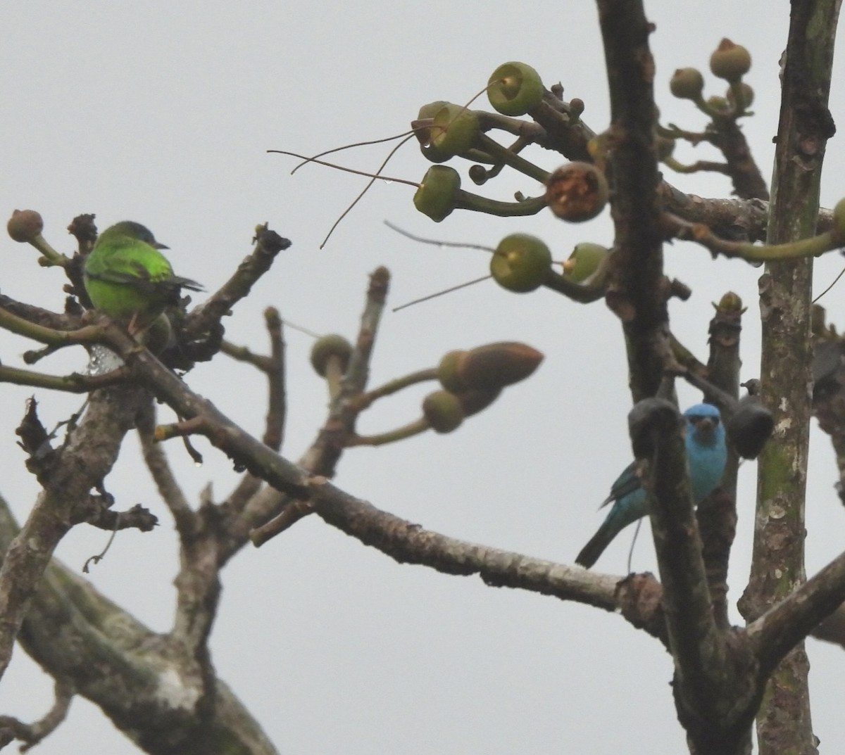 Blue Dacnis - ML649067381