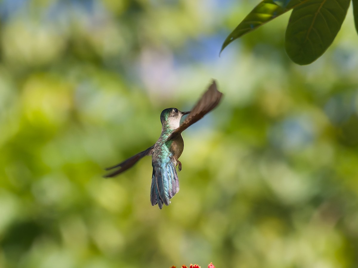 Wedge-tailed Sabrewing - ML649067495