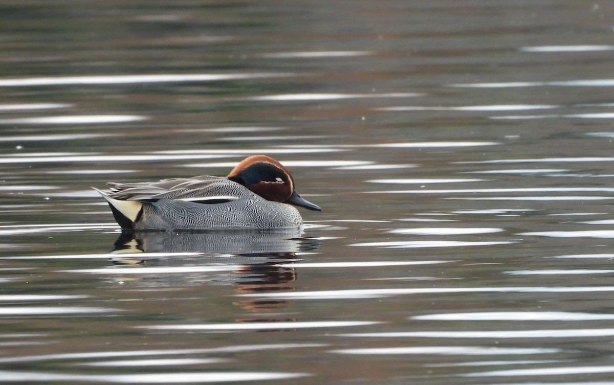 Green-winged Teal (Eurasian) - ML649067590
