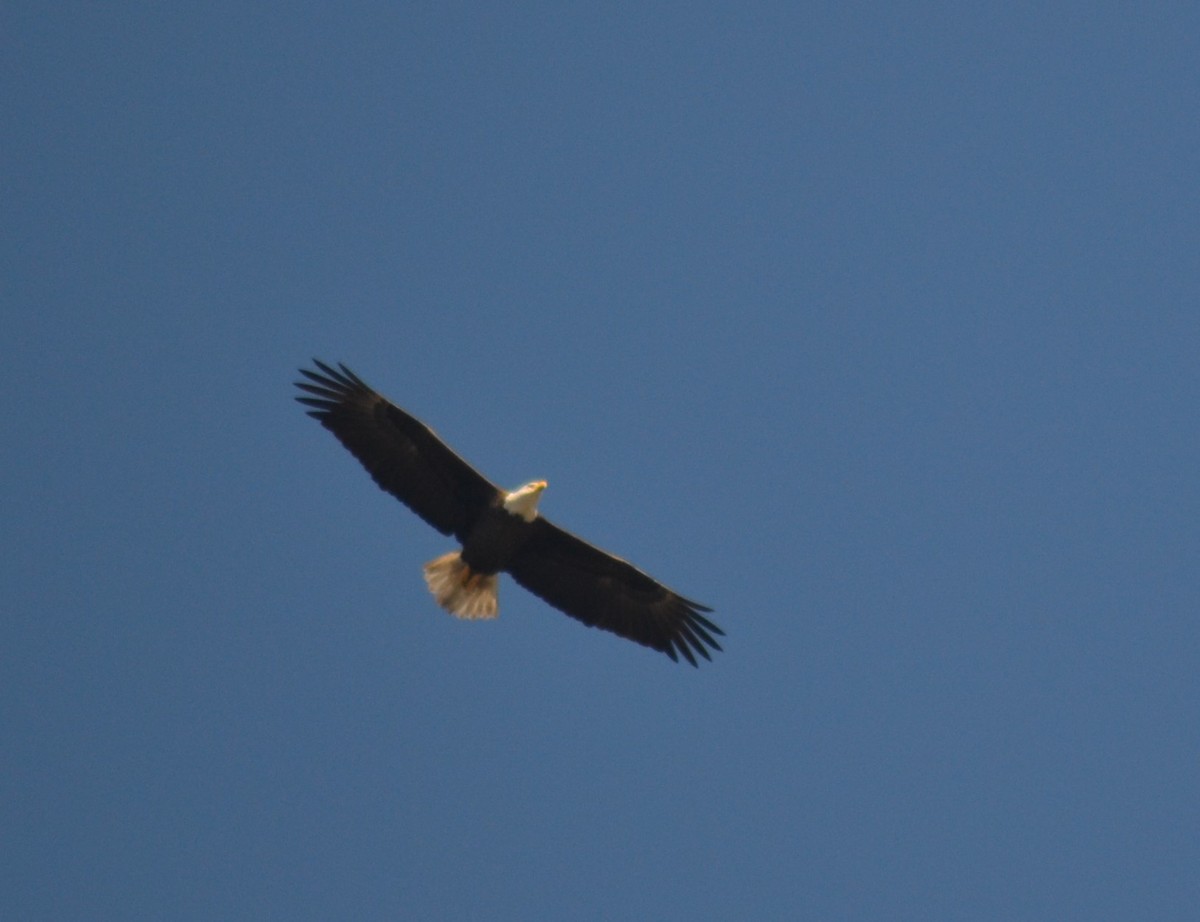 Bald Eagle - ML649067735