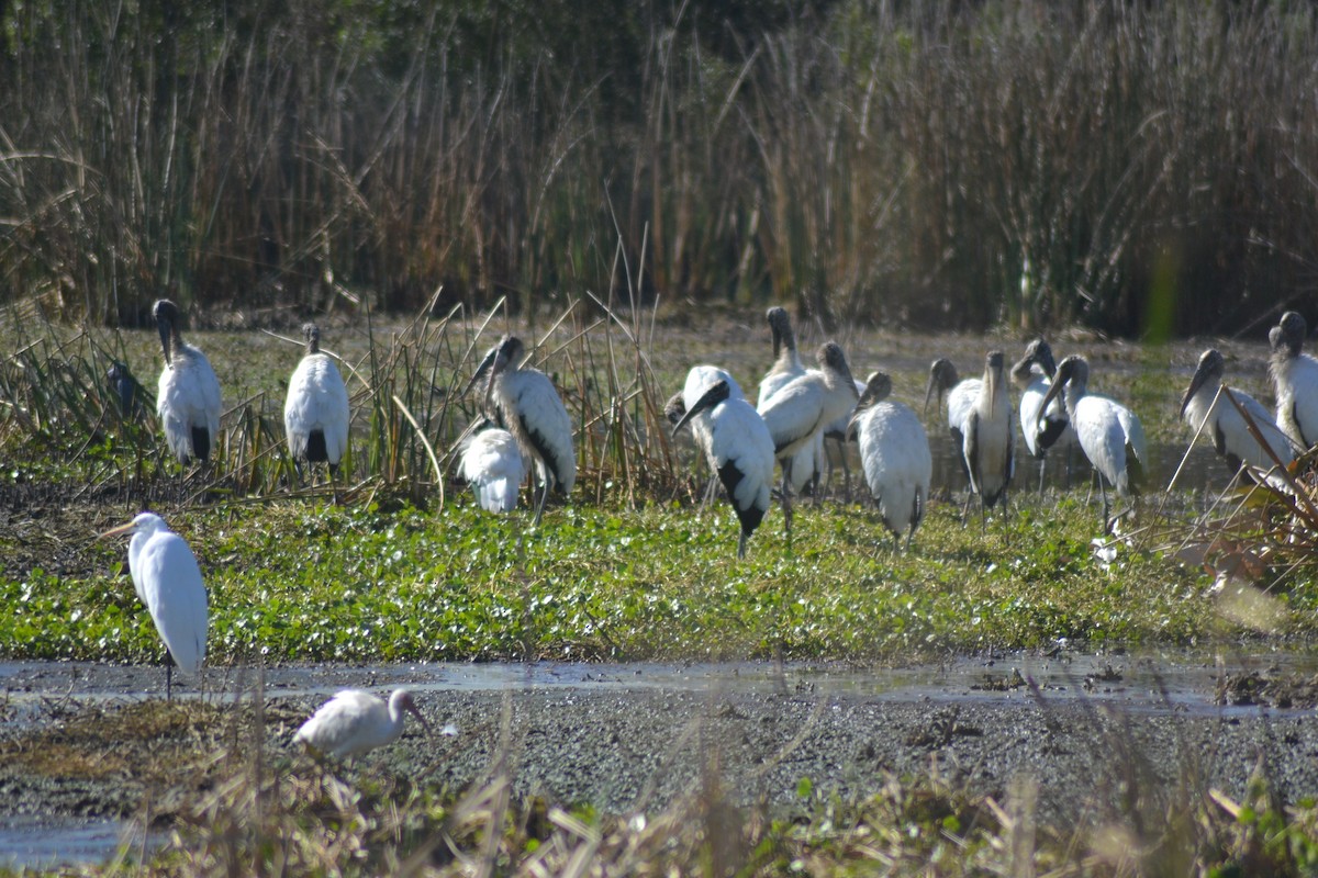 Wood Stork - ML649067859