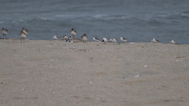 חופית לבנה - ML649067891
