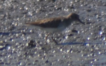 Least Sandpiper - ML649068013