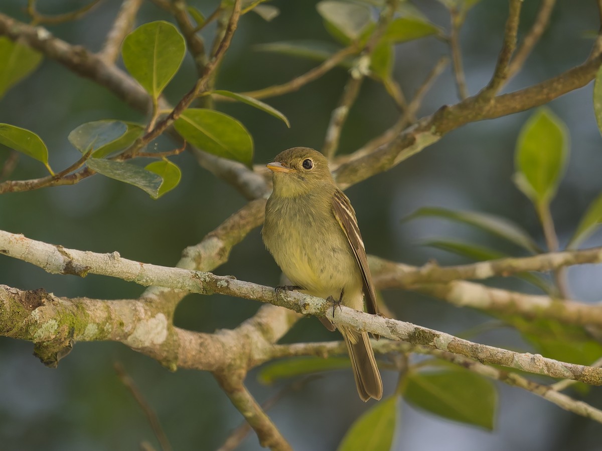 tyranovec žlutobřichý - ML649068015