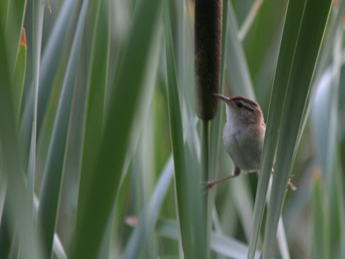 Marsh Wren - ML64906821