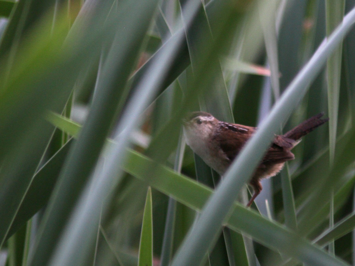 Marsh Wren - ML64906841