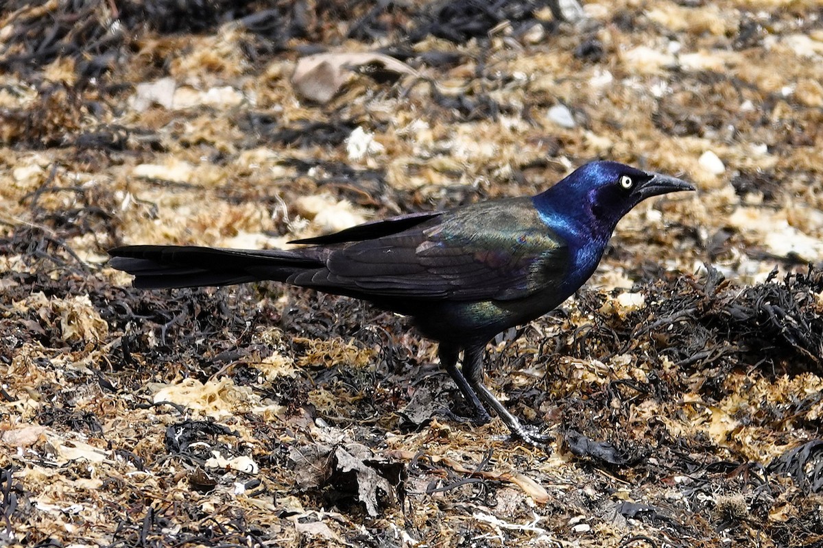 Common Grackle - ML649068539