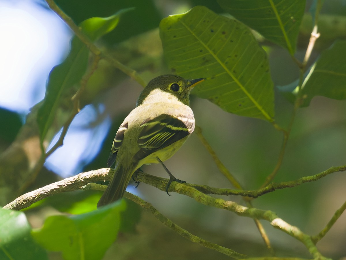 tyranovec žlutobřichý - ML649068591