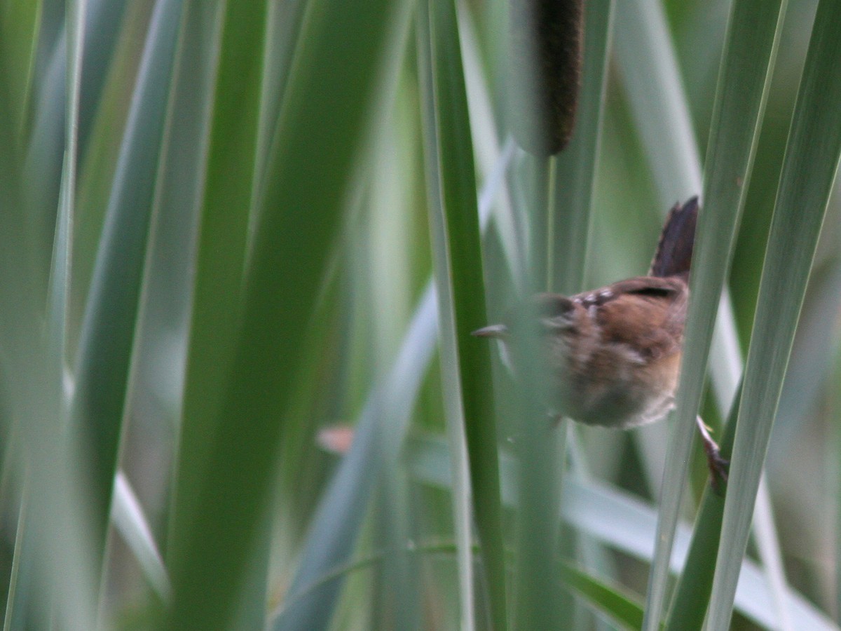 Marsh Wren - ML64906871