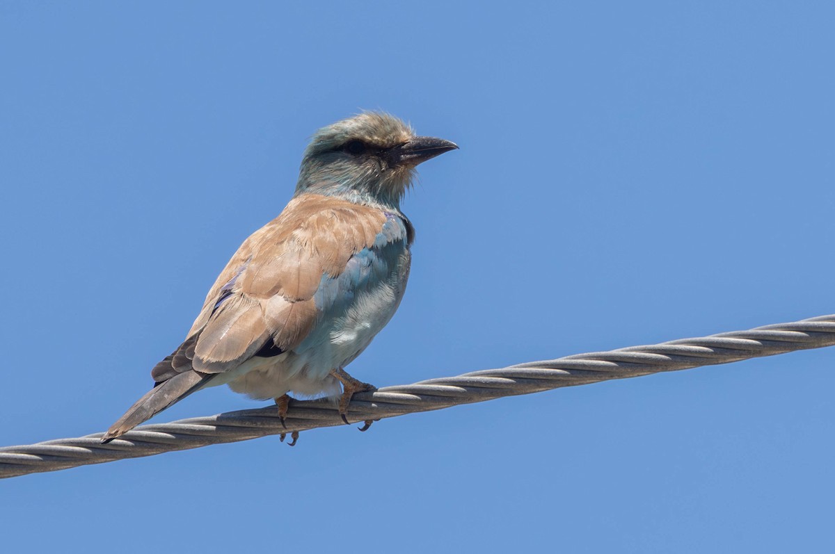 Rollier d'Europe - ML649068746