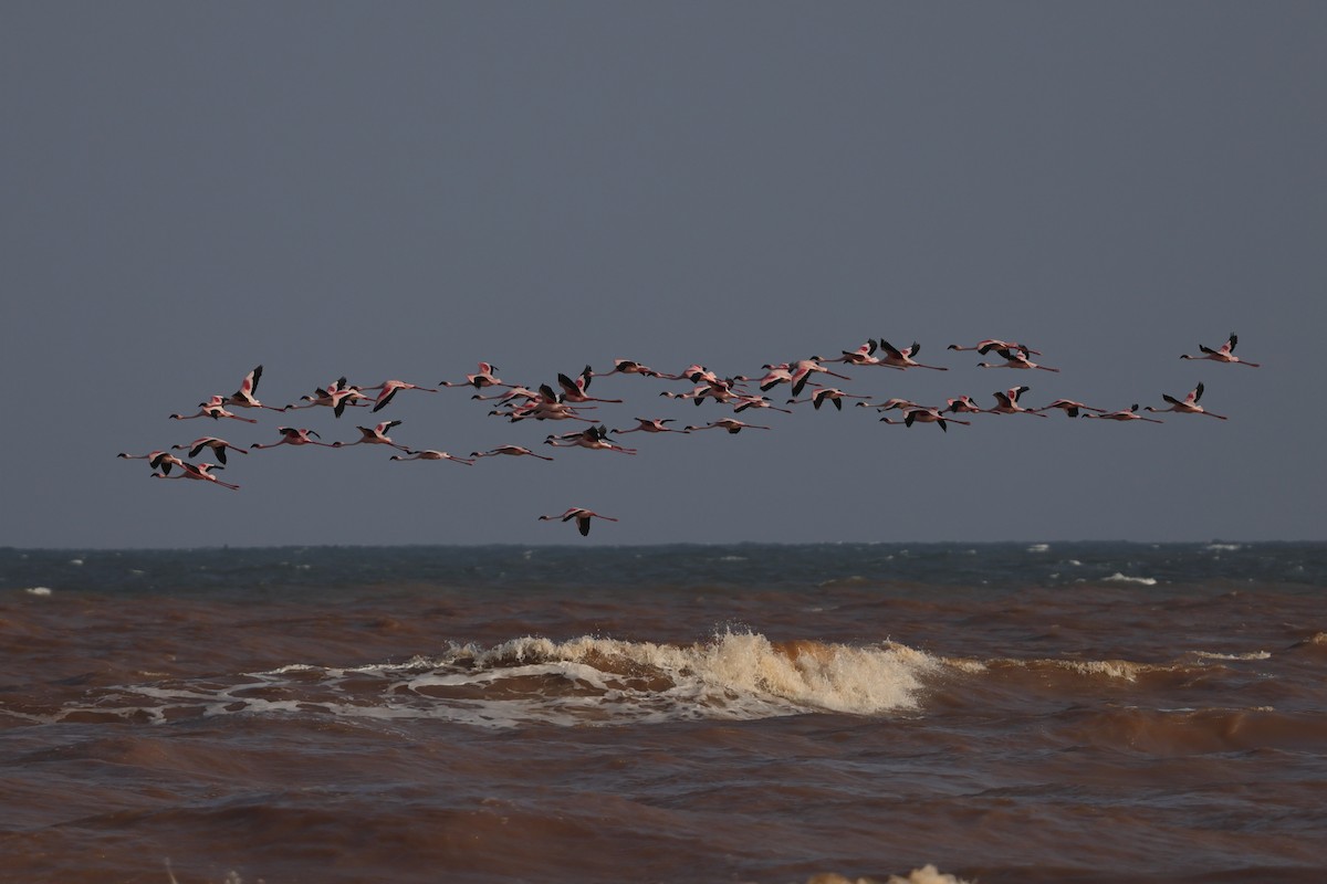 Lesser Flamingo - ML649068861