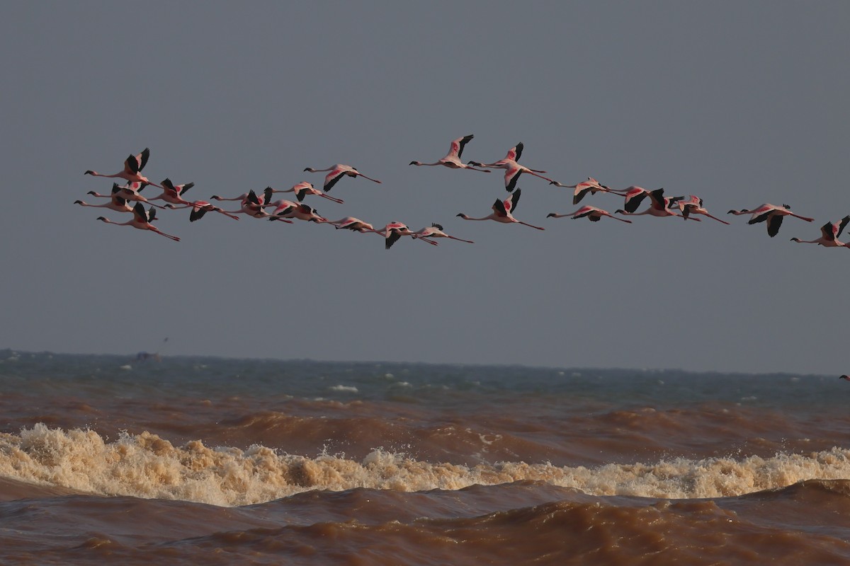 Lesser Flamingo - ML649068865