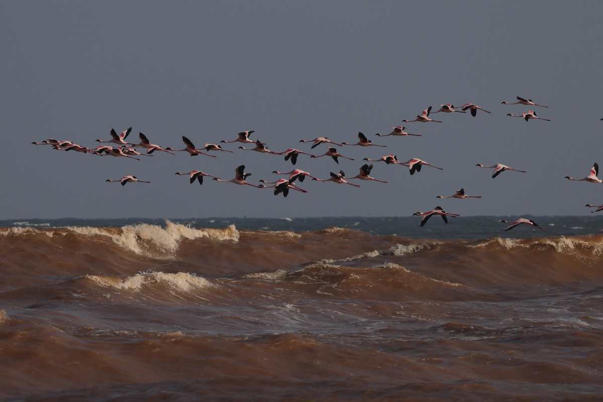 Lesser Flamingo - ML649068867