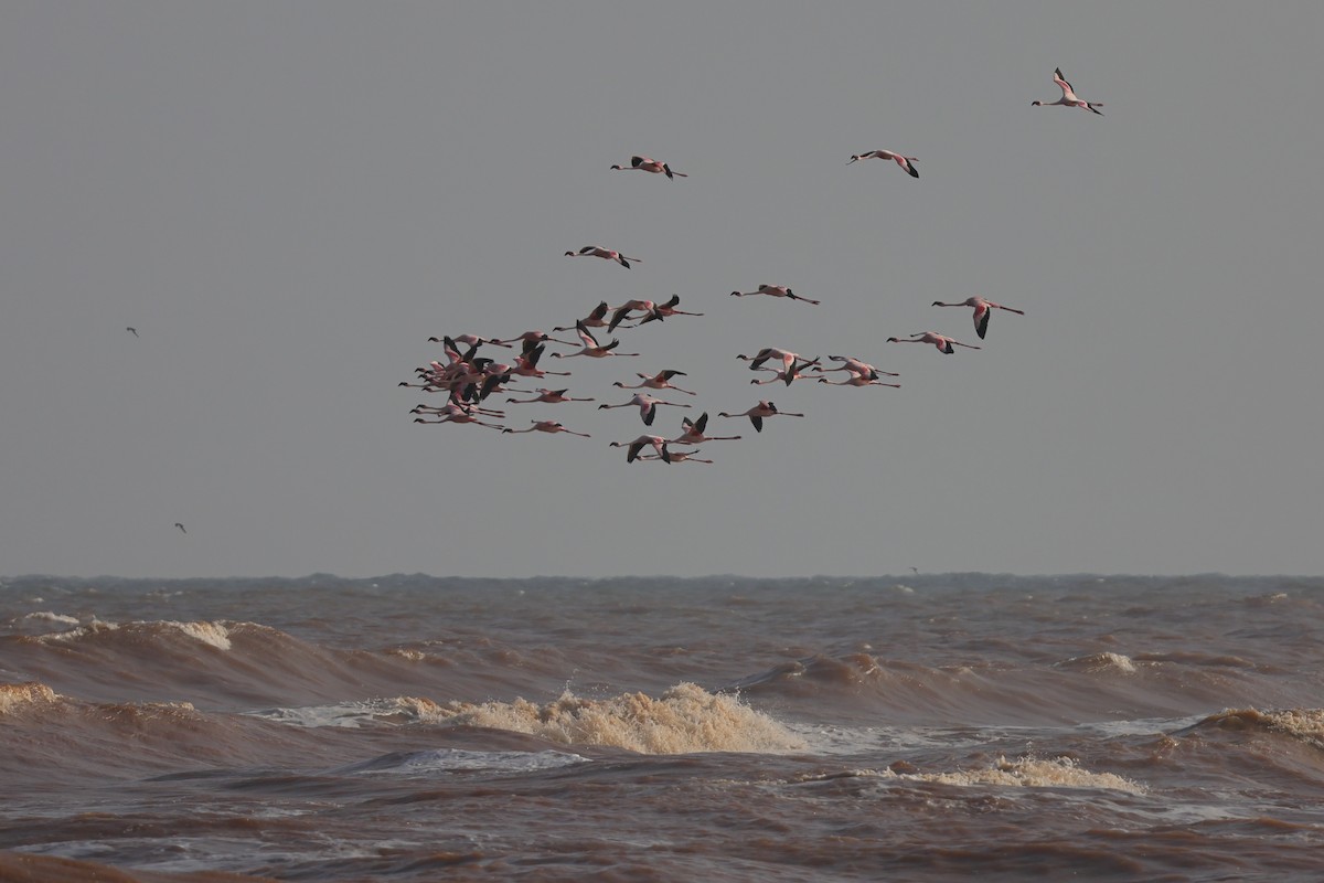 Lesser Flamingo - ML649068868