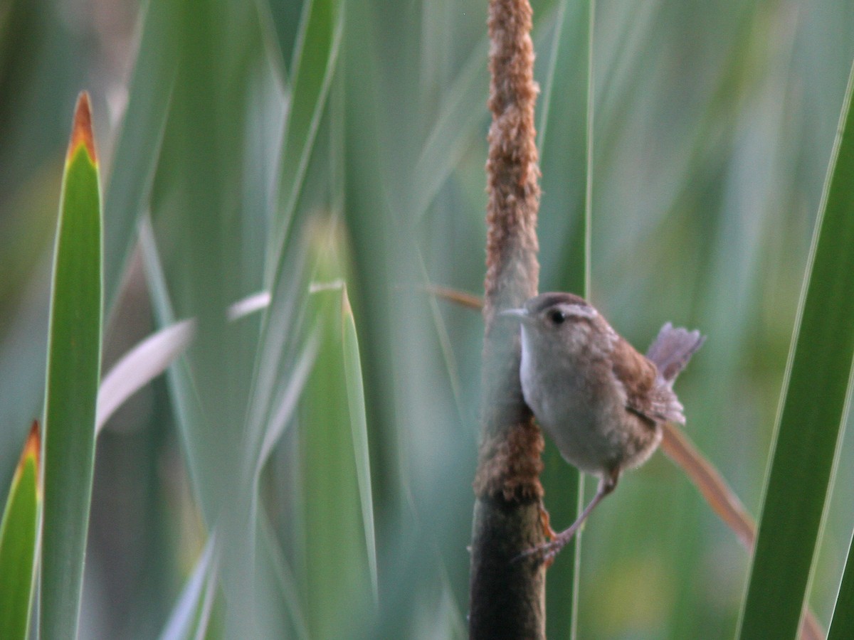 Marsh Wren - ML64906891