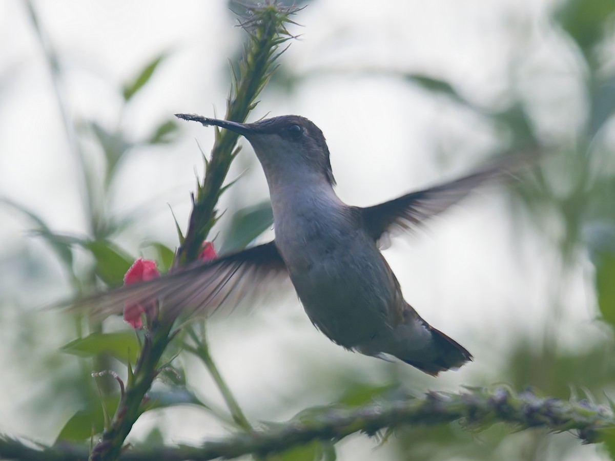 Wedge-tailed Sabrewing - ML649068953