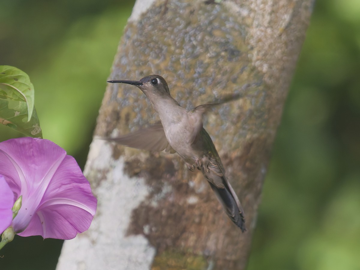 Wedge-tailed Sabrewing - ML649069001