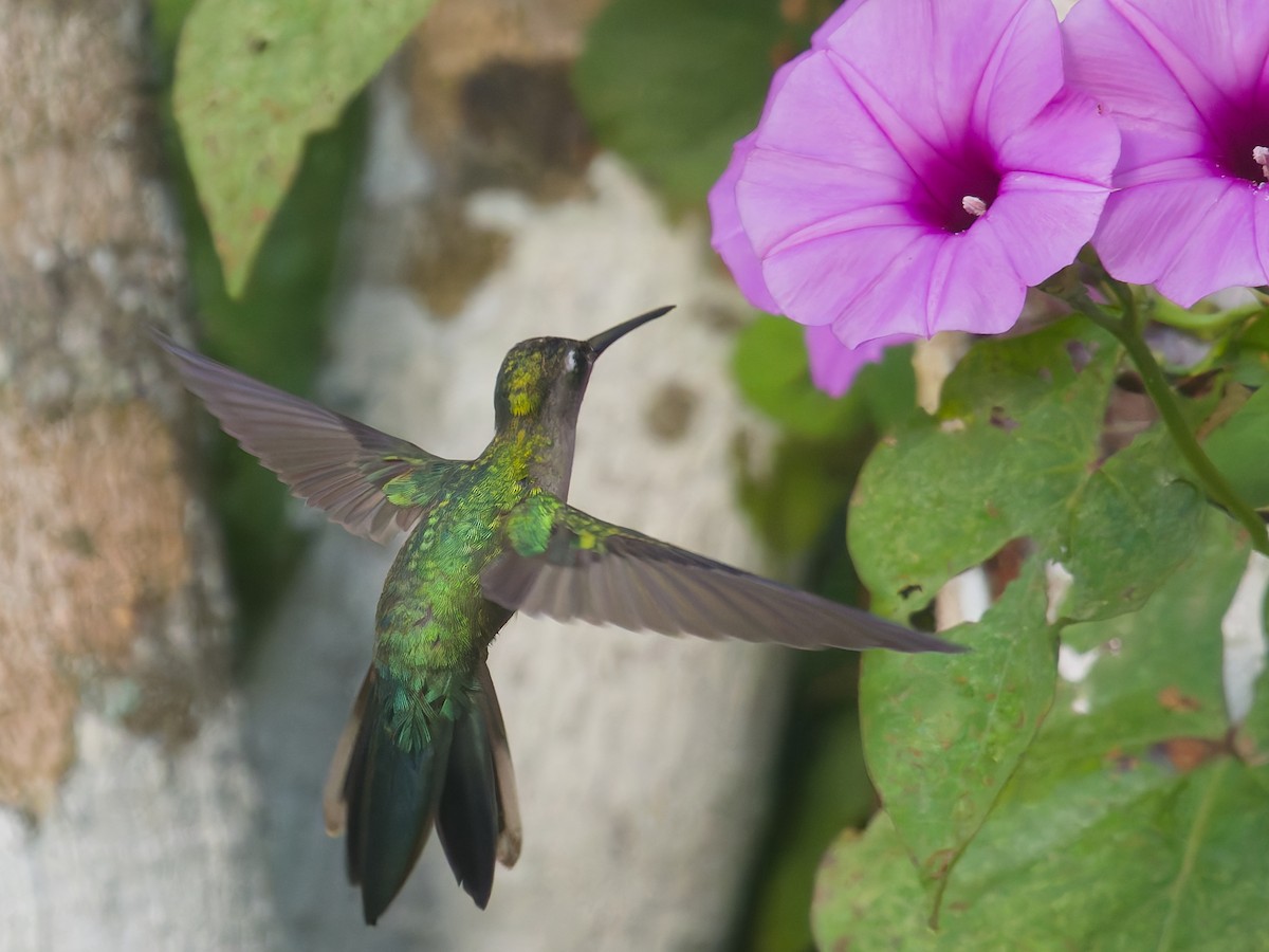 Wedge-tailed Sabrewing - ML649069017