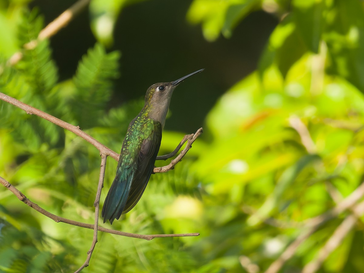 Wedge-tailed Sabrewing - ML649069036
