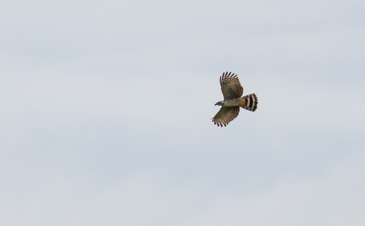 Hook-billed Kite - ML649069100