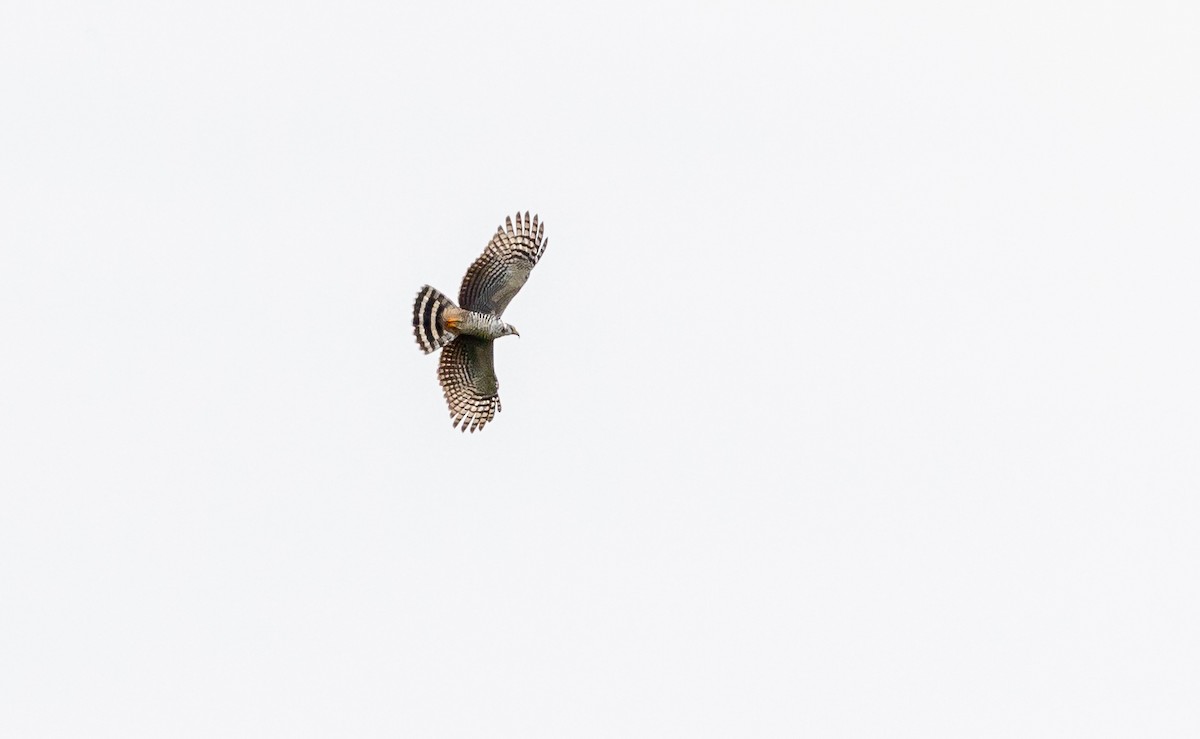 Hook-billed Kite - ML649069101