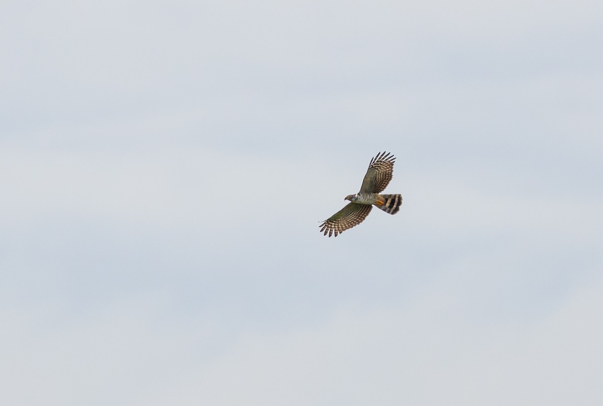 Hook-billed Kite - ML649069102