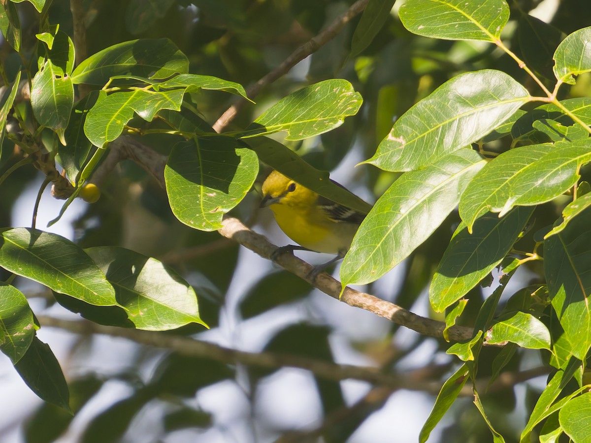 ויראו צהוב-גרון - ML649069182