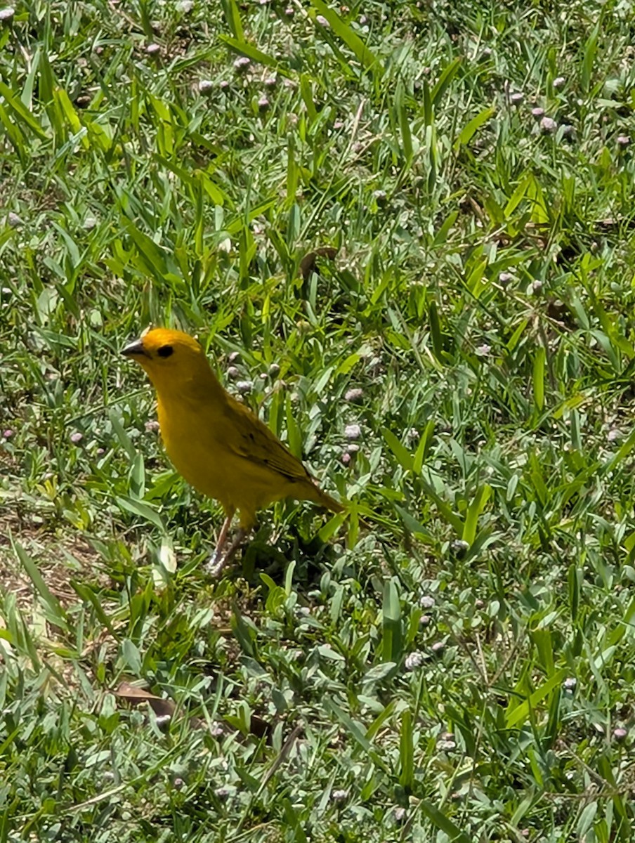 Saffron Finch - ML649069274