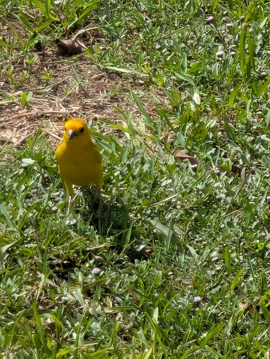 Saffron Finch - ML649069294